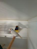 Gouldamadine, Meerdere dieren, Tropenvogel