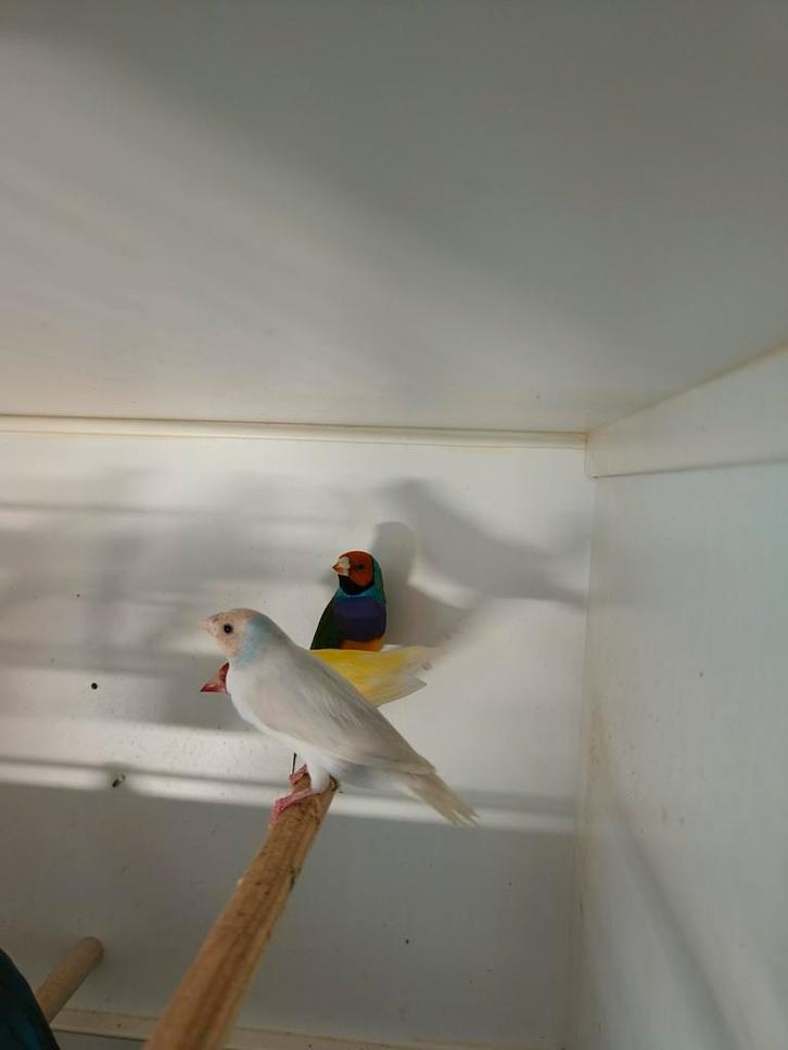 Gouldamadine, Dieren en Toebehoren, Vogels | Overige Vogels, Tropenvogel, Meerdere dieren