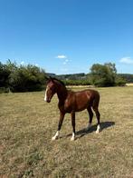 Kwpn 1 jaar, Dieren en Toebehoren, Paarden, Minder dan 160 cm, Ruin, Niet van toepassing, 0 tot 2 jaar