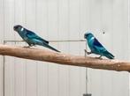 Koppel blauwe barnard parkieten, Dieren en Toebehoren, Vogels | Parkieten en Papegaaien, Meerdere dieren, Parkiet, Geringd