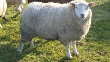 schapen beschikbaar voor biedingen