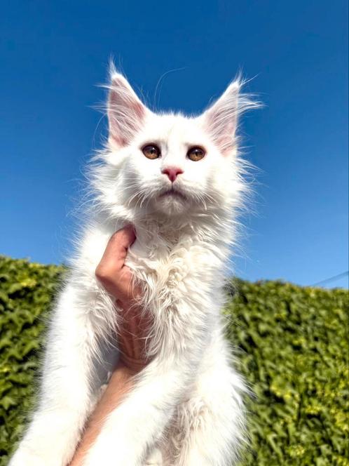 Prachtig  nestje van witte Maine Coon kittens met stamboom ️, Dieren en Toebehoren, Katten en Kittens | Raskatten | Langhaar, Kater