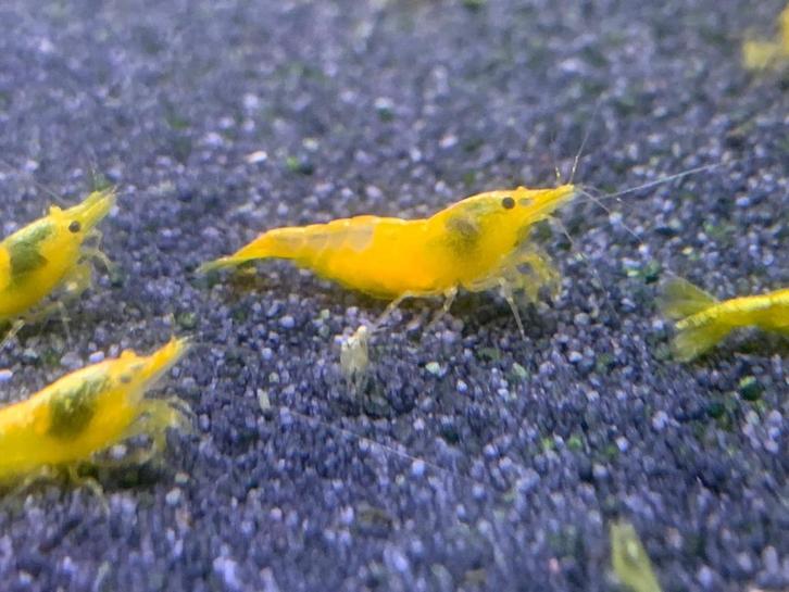 Gele Garnalen op Kraanwater, Dieren en Toebehoren, Vissen | Aquariumvissen, Zoetwatervis, Kreeft, Krab of Garnaal