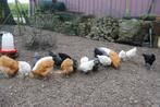 australorp kippen, Meerdere dieren, Kip