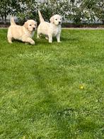 Mooie golden retriever pups!, Dieren en Toebehoren, Honden | Retrievers, Spaniëls en Waterhonden, Golden retriever, België, Fokker | Hobbymatig