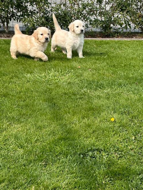 Mooie golden retriever pups!, Dieren en Toebehoren, Honden | Retrievers, Spaniëls en Waterhonden, Meerdere dieren, Golden retriever
