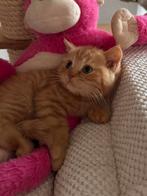 Prachtige Brits korthaar kittens, Dieren en Toebehoren, Katten en Kittens | Raskatten | Korthaar, Gechipt