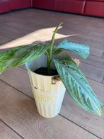 Aglaonema kamerplant, Huis en Inrichting, Kamerplanten, Ophalen