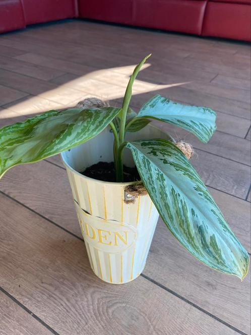 Aglaonema kamerplant, Huis en Inrichting, Kamerplanten, Ophalen