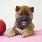 Shiba Inu - Belgische pups te koop, Dieren en Toebehoren, België, CDV (hondenziekte), 8 tot 15 weken, Meerdere