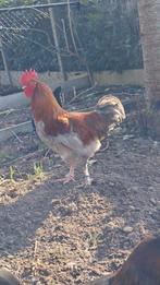 Marans blauwkoper haan, Dieren en Toebehoren, Pluimvee, Mannelijk, Kip