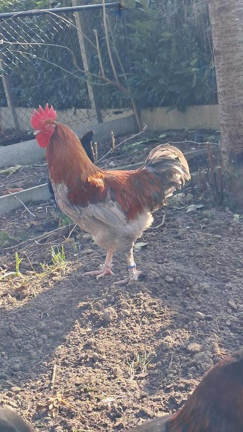 Marans blauwkoper haan, Dieren en Toebehoren, Pluimvee, Kip, Mannelijk