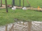 Eur kluut, Dieren en Toebehoren, Vogels | Overige Vogels, Mannelijk