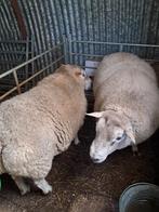 Stevige rammen - swifter 4 jaar oud, Dieren en Toebehoren, Schapen, Geiten en Varkens