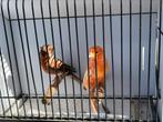 Portugese harlekijn 2023, Dieren en Toebehoren, Postuurkanarie