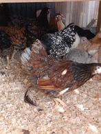 chabo krielen en vele andere rassen ACTIE 4+1 GRATIS, Dieren en Toebehoren, Vrouwelijk, Kip