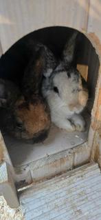 2 Konijnen mannetjes, Mannelijk, Middelgroot, 0 tot 2 jaar