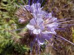 Zaden Phacelia - 250 gr, Ophalen
