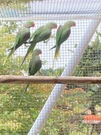 Alexanderparkiet jongen, Dieren en Toebehoren, Tam