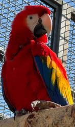 Breeding pair Macao x Harlekin, Dieren en Toebehoren, Vogels | Parkieten en Papegaaien