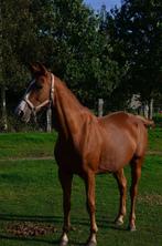 Adoptie paard (serieuze interesse!!!!!), Dieren en Toebehoren, Paarden, Springpaard, M, 11 jaar of ouder, Merrie