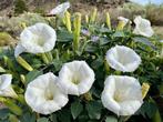 Zaden Datura Ballerina wit oogst 2024, Ophalen of Verzenden