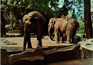 Antwerpen - ZOO Indische olifant, Envoi, 1960 à 1980, Non affranchie, Anvers