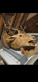 Tete de cerf, Enlèvement, Cerf