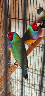 Gouldamadines, Dieren en Toebehoren