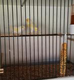 Geel mozaïek kanaries, Meerdere dieren, Kleurkanarie