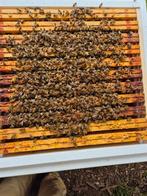 Bijenvolken simplex en Duits Normaal, Dieren en Toebehoren