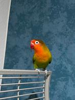 Vrouwelijke agapornis te koop, Vrouwelijk
