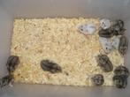 dwerghamster, Animaux & Accessoires, Rongeurs, Plusieurs animaux, Hamster, Domestique