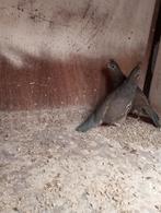 Californische kuifkwartels, Dieren en Toebehoren