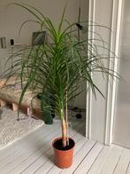 Dracaena Draco (sang du dragon), Huis en Inrichting, Kamerplanten, Ophalen, Palm, Halfschaduw, In pot