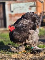 Nog enkele  broed eitjes brahma's, Dieren en Toebehoren