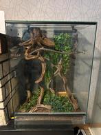 Terrarium met boa, Dieren en Toebehoren, Slang, Met terrarium, 0 tot 2 jaar