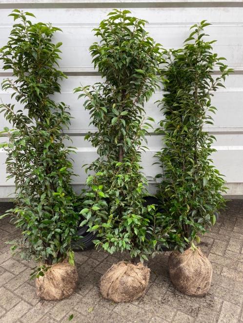 Portugese Laurier Prunus Lusitanica, Tuin en Terras, Planten | Struiken en Hagen, Haagbeuk, Ophalen