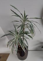 Dracaena white 2 stammetjes incl sierpot, Huis en Inrichting, Kamerplanten, Minder dan 100 cm, In pot, Ophalen, Groene kamerplant