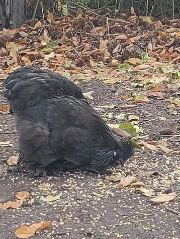 Haantje beschikbaar voor biedingen
