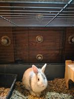 Konijn, Dieren en Toebehoren, Mannelijk, Dwerg, 0 tot 2 jaar