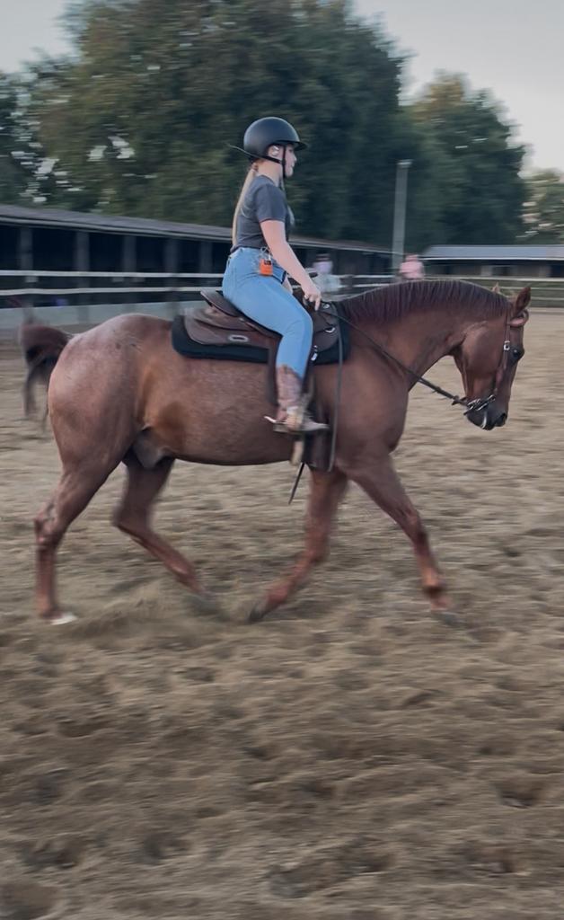HALVE STAL REGIO WESTERLO, Dieren en Toebehoren, Pony's