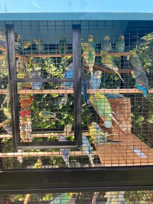 KWEEKKOPPELS REGENBOOG GRASPARKIETEN NU 20 EURO/KOPPEL, Dieren en Toebehoren, Vogels | Parkieten en Papegaaien, Parkiet, Meerdere dieren