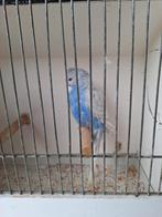 Engelse grasparkiet man