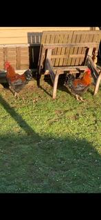 Marans haan van 6 maanden voor €20, Enlèvement, Comme neuf