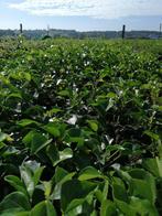 Struikklimop (bodembedekker) Hedera arborescens, Halfschaduw, Vaste plant, Bodembedekkers, Lente