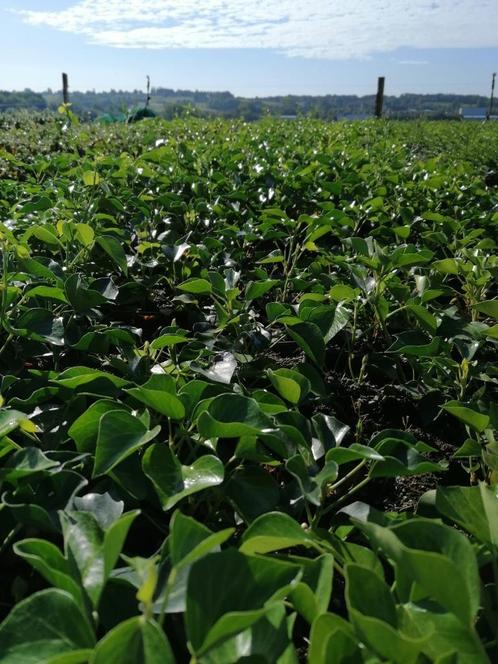 Struikklimop (bodembedekker) Hedera arborescens, Tuin en Terras, Planten | Tuinplanten, Vaste plant, Bodembedekkers, Halfschaduw