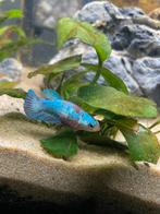 Vrouwelijke betta’s