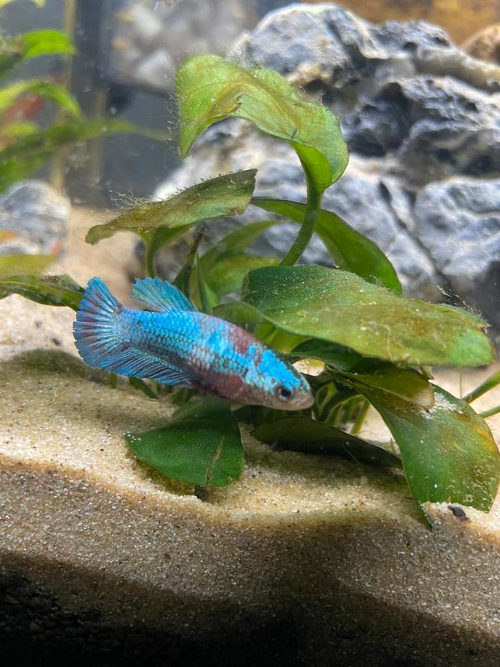 Vrouwelijke betta’s, Dieren en Toebehoren, Vissen | Aquariumvissen