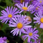Aster 'Anton Kippenberg', Ophalen, Vaste plant